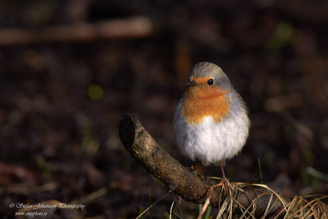 Erithacus rubecula 