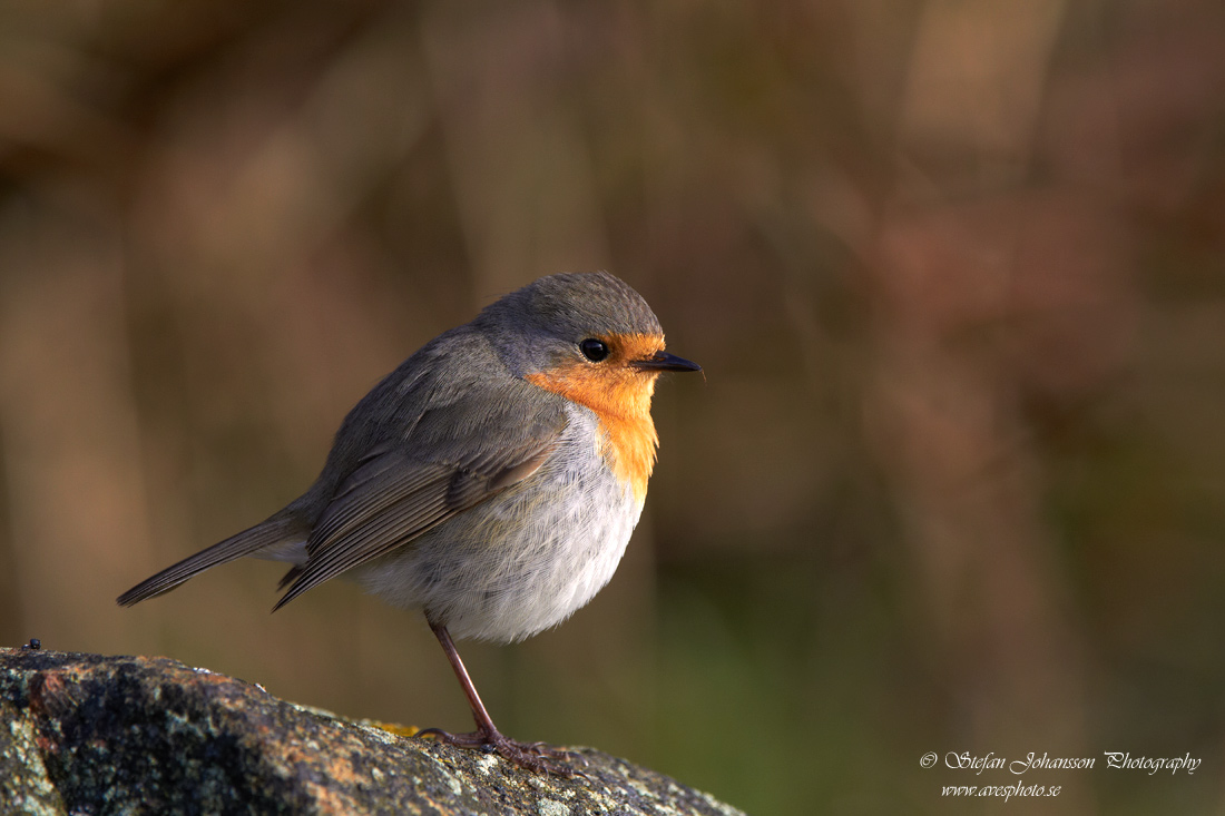 Rdhake / Robin Erithacus rubecula 