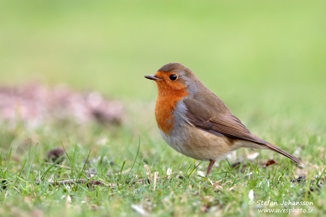 Rdhake / Robin Erithacus rubecula 