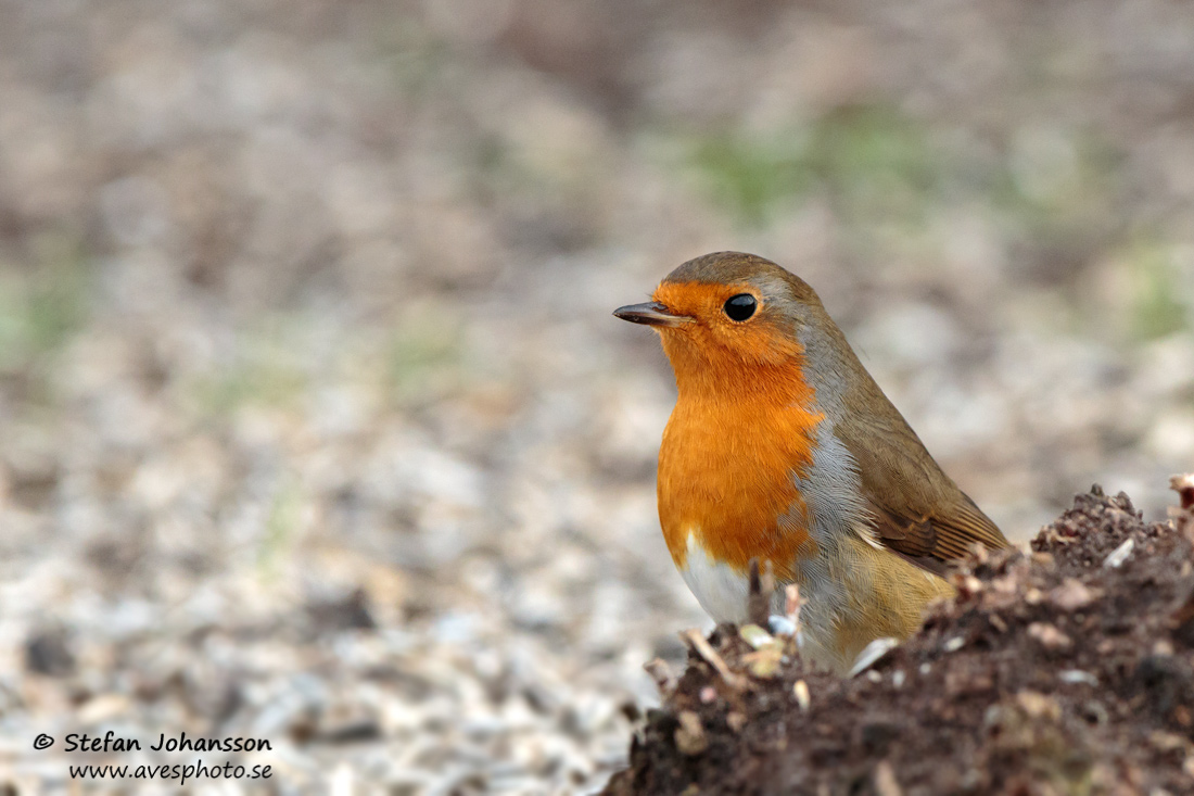 Rdhake / Robin Erithacus rubecula 