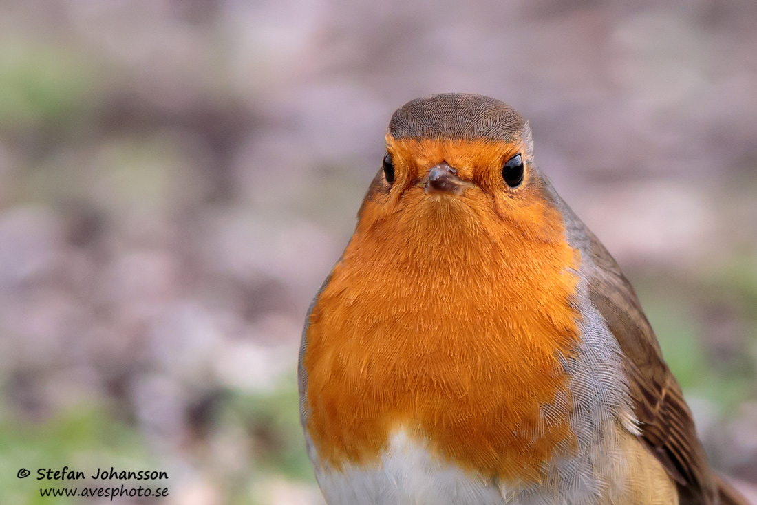 Rdhake / Robin Erithacus rubecula 