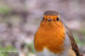 Rdhake / Robin Erithacus rubecula 