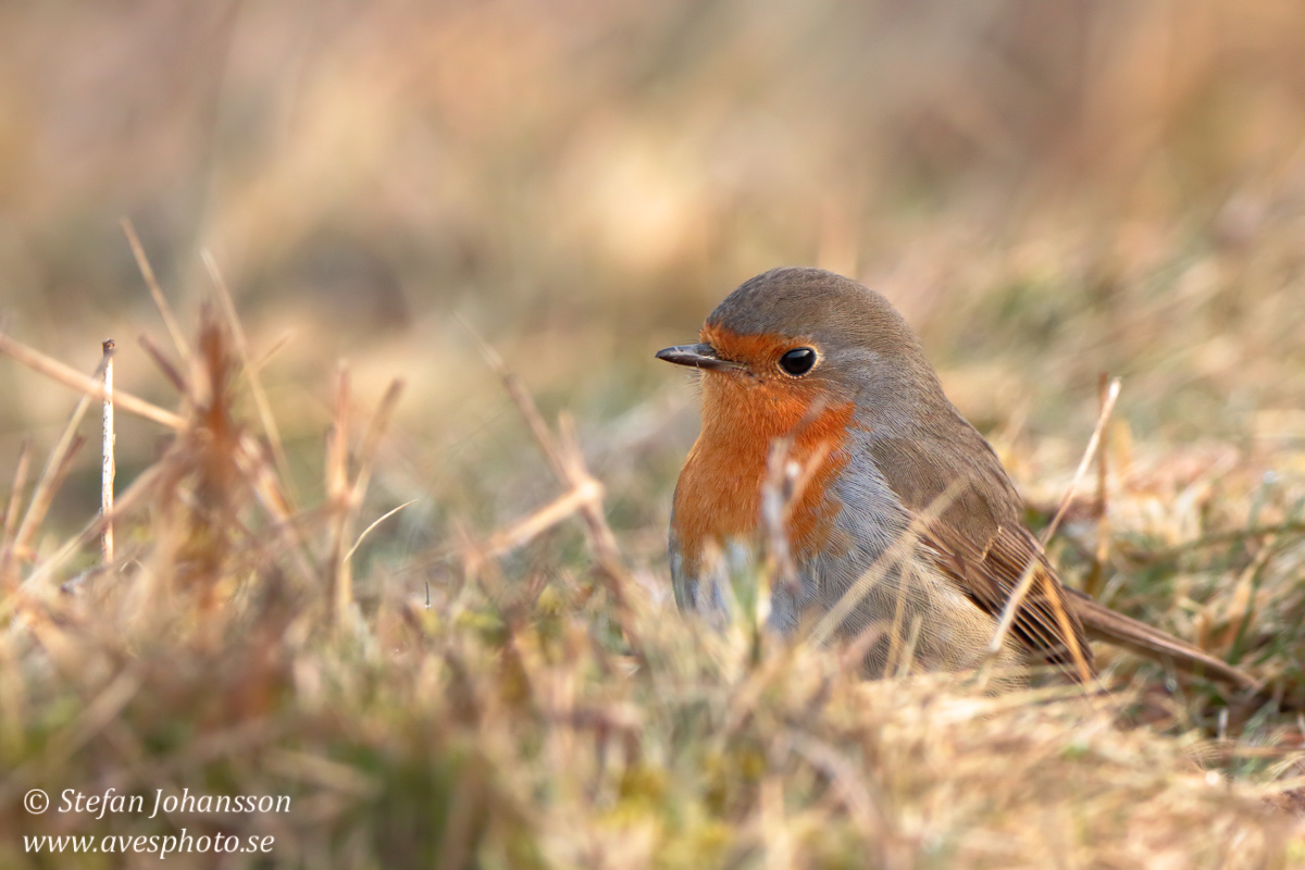 Rdhake / European Robin Erithacus rubecula 