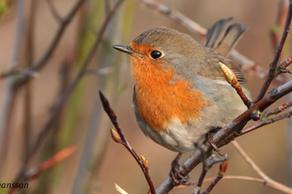 Rödhake / European Robin