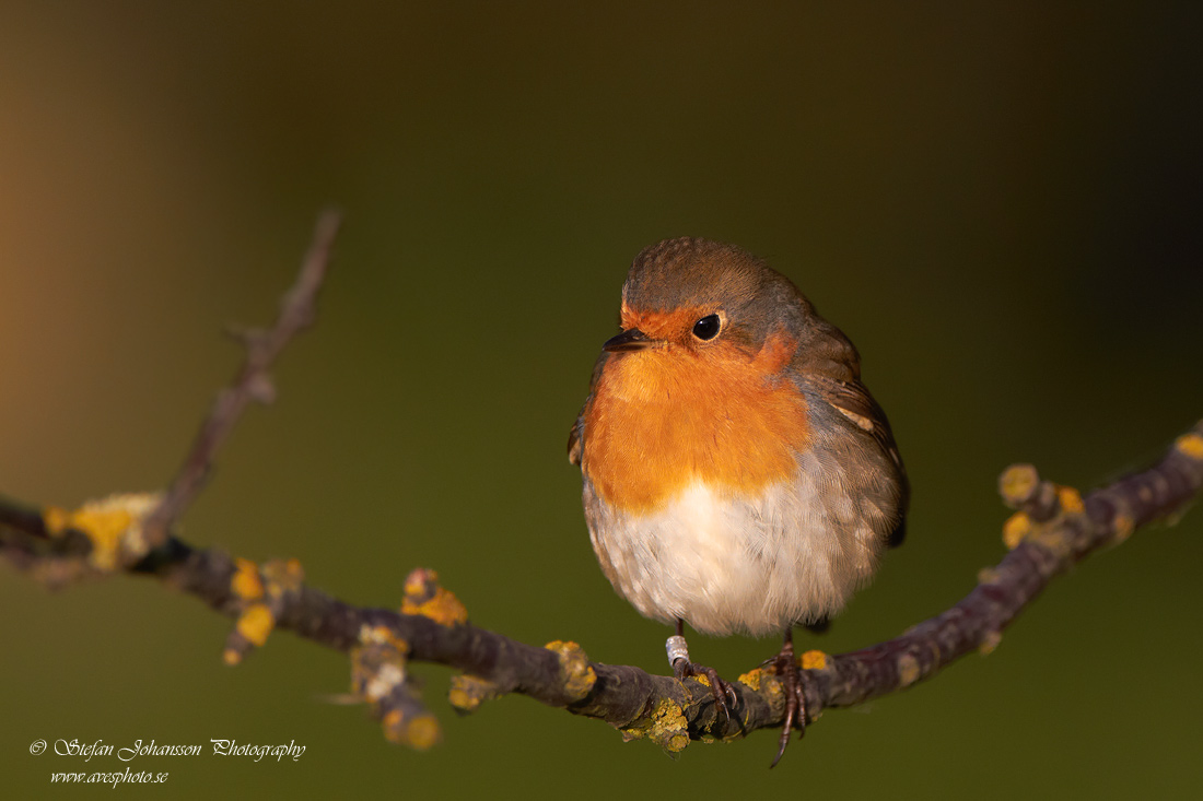 Rdhake / Robin Erithacus rubecula 