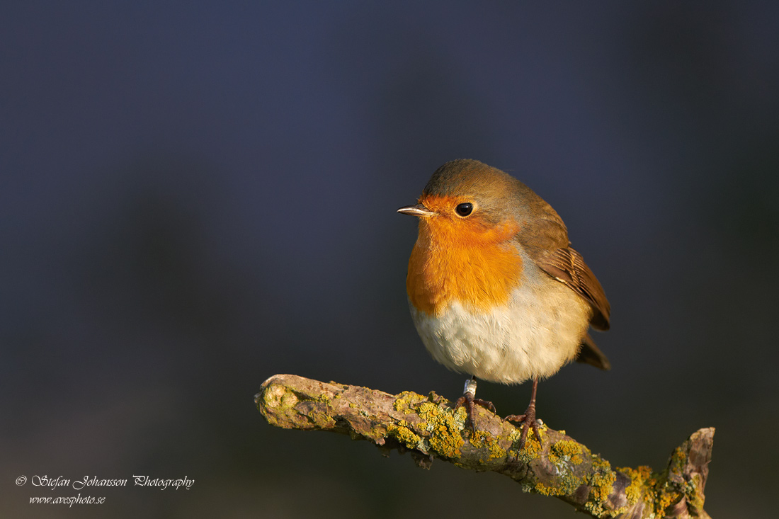 Rdhake / Robin Erithacus rubecula 