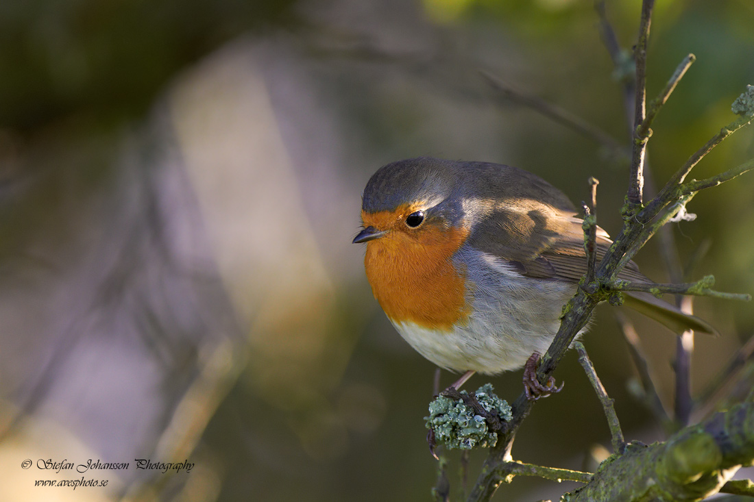 Rdhake / Robin Erithacus rubecula 