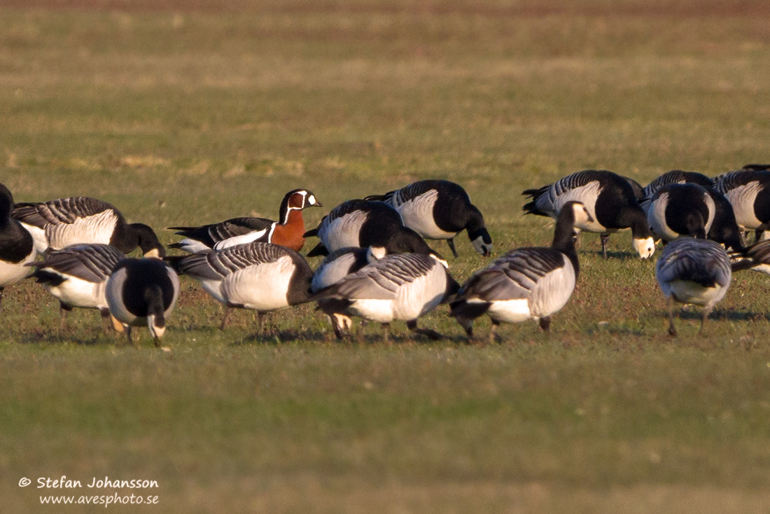 Rdhalsad gs / Red-breasted Goose Branta ruficollis 