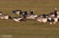 Rdhalsad gs / Red-breasted Goose Branta ruficollis 