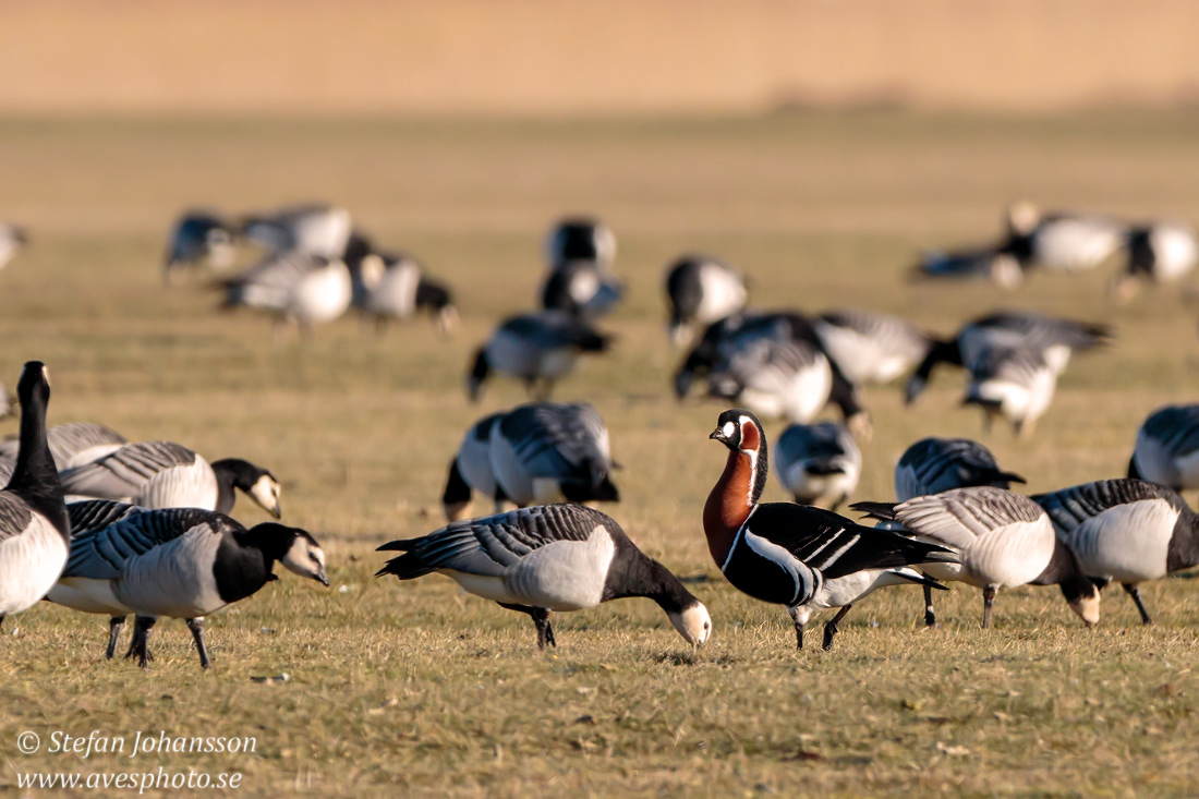 Rdhalsad gs / Red-breasted Goose 