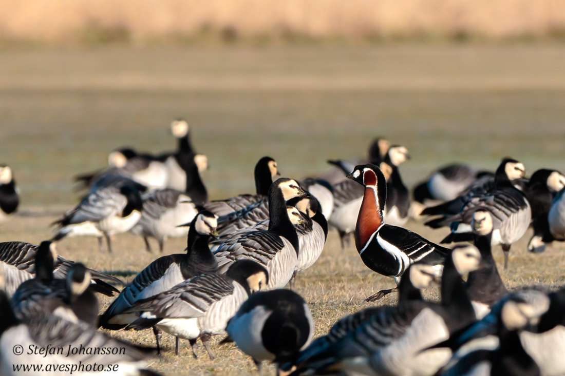 Rdhalsad gs / Red-breasted Goose 