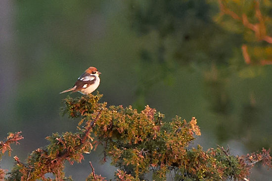 Rdhuvad trnskata / Woodchat Shrike Lanius senator 