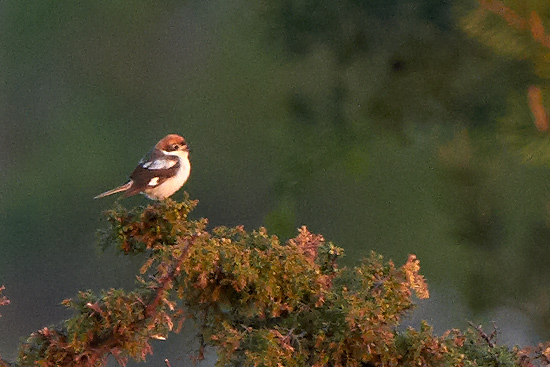 Rdhuvad trnskata / Woodchat Shrike Lanius senator 