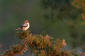 Rdhuvad trnskata / Woodchat Shrike Lanius senator 