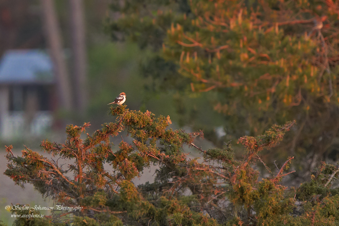 Rdhuvad trnskata / Woodchat Shrike Lanius senator 