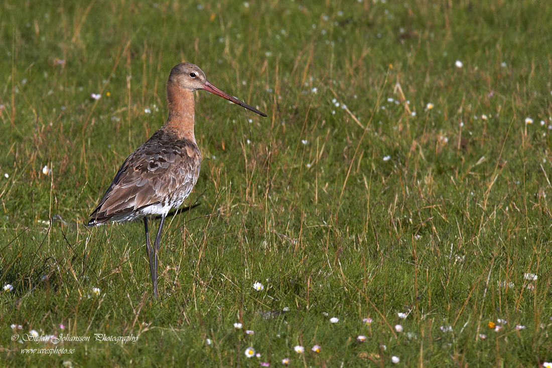 Rdspov / Black-tailed Godwit Limosa limosa 