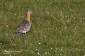 Rdspov / Black-tailed Godwit Limosa limosa 