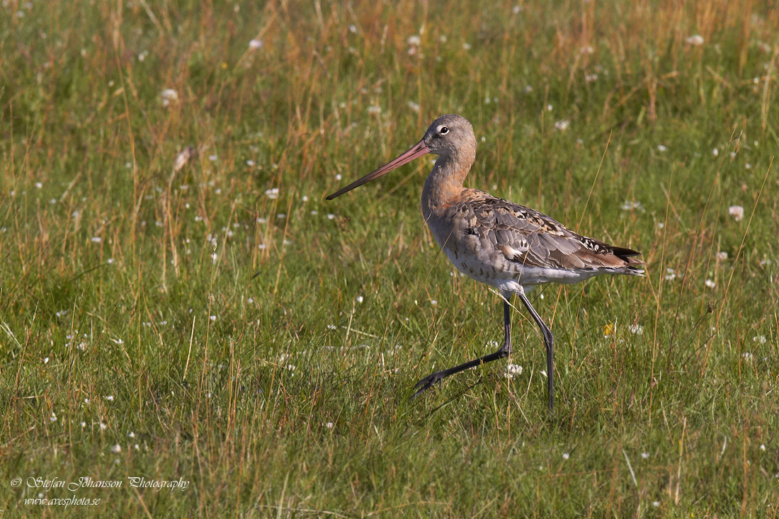 Rdspov / Black-tailed Godwit Limosa limosa 