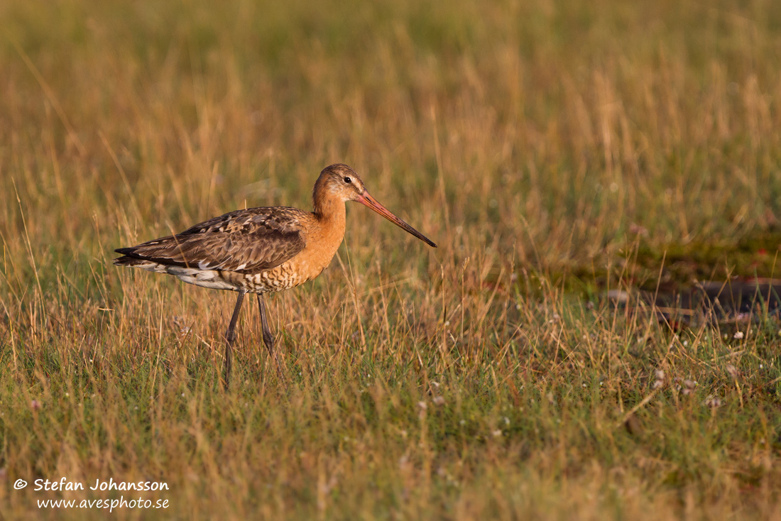 Rdspov / Black-tailed Godwit Limosa limosa 