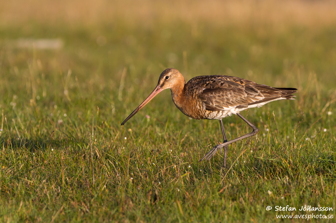 Rdspov / Black-tailed Godwit 