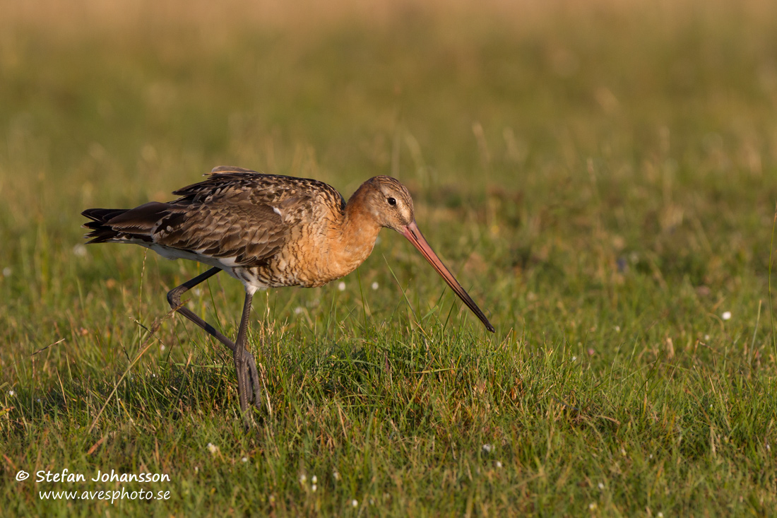 Rdspov / Black-tailed Godwit Limosa limosa 