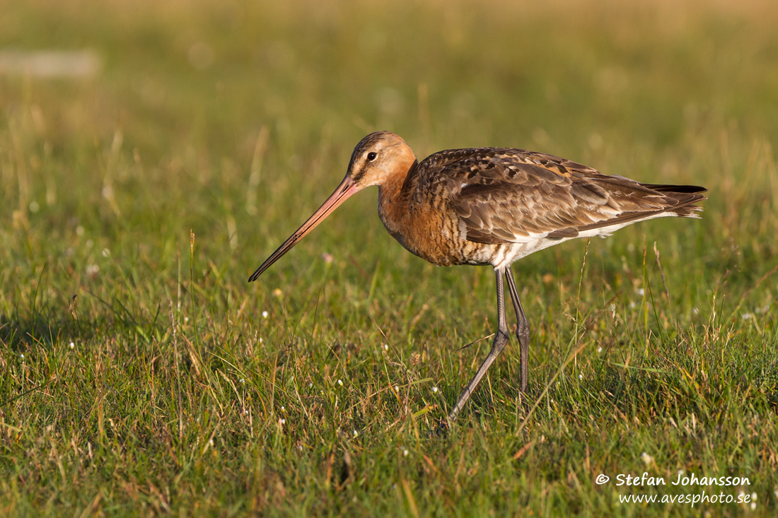 Rdspov / Black-tailed Godwit Limosa limosa 