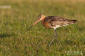 Rdspov / Black-tailed Godwit Limosa limosa 