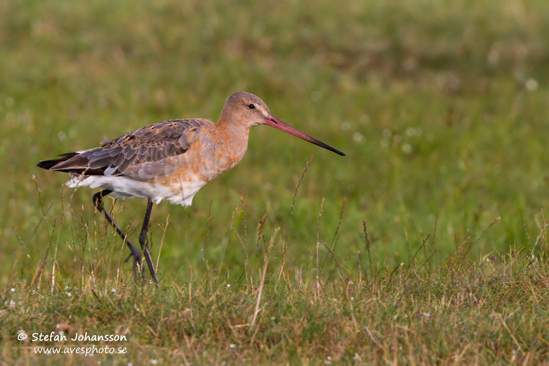 Rdspov / Black-tailed Godwit Limosa limosa 