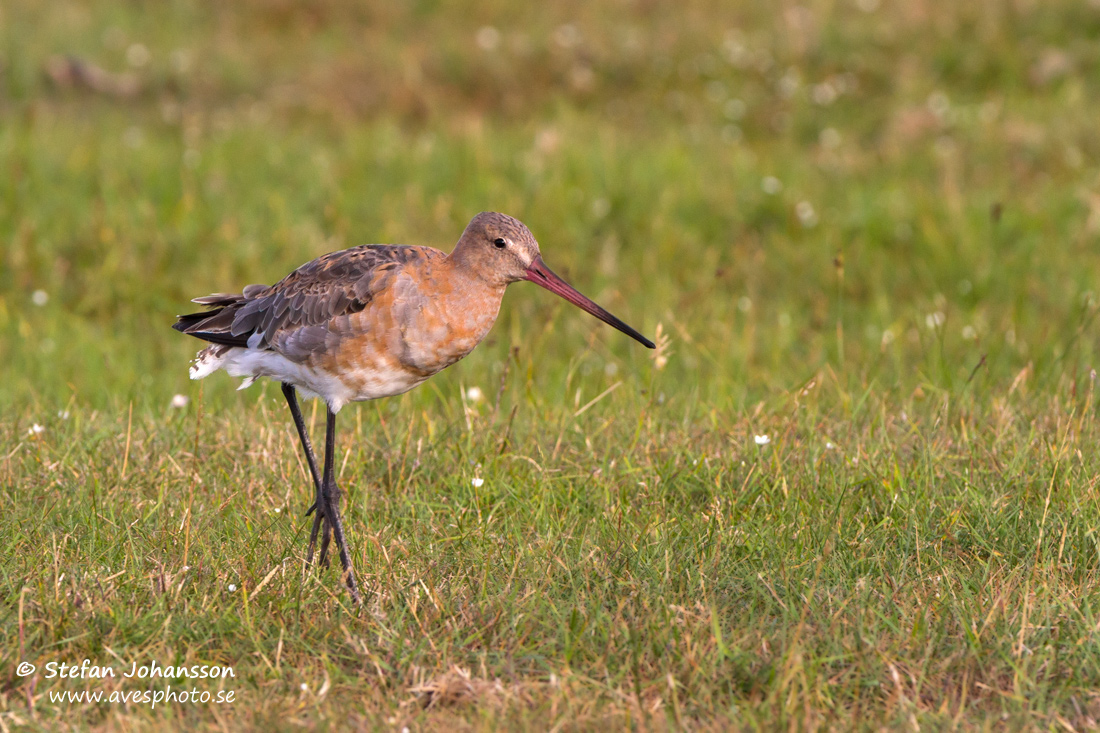 Rdspov / Black-tailed Godwit Limosa limosa 