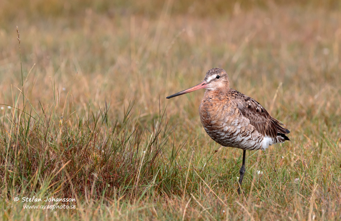 Rdspov / Black-tailed Godwit Limosa limosa 