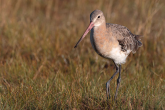 Rödspov / Black-tailed Godwit 