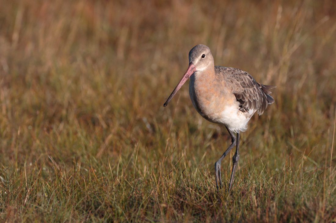 Rdspov / Black-tailed Godwit Limosa limosa 