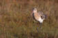Rdspov / Black-tailed Godwit 
