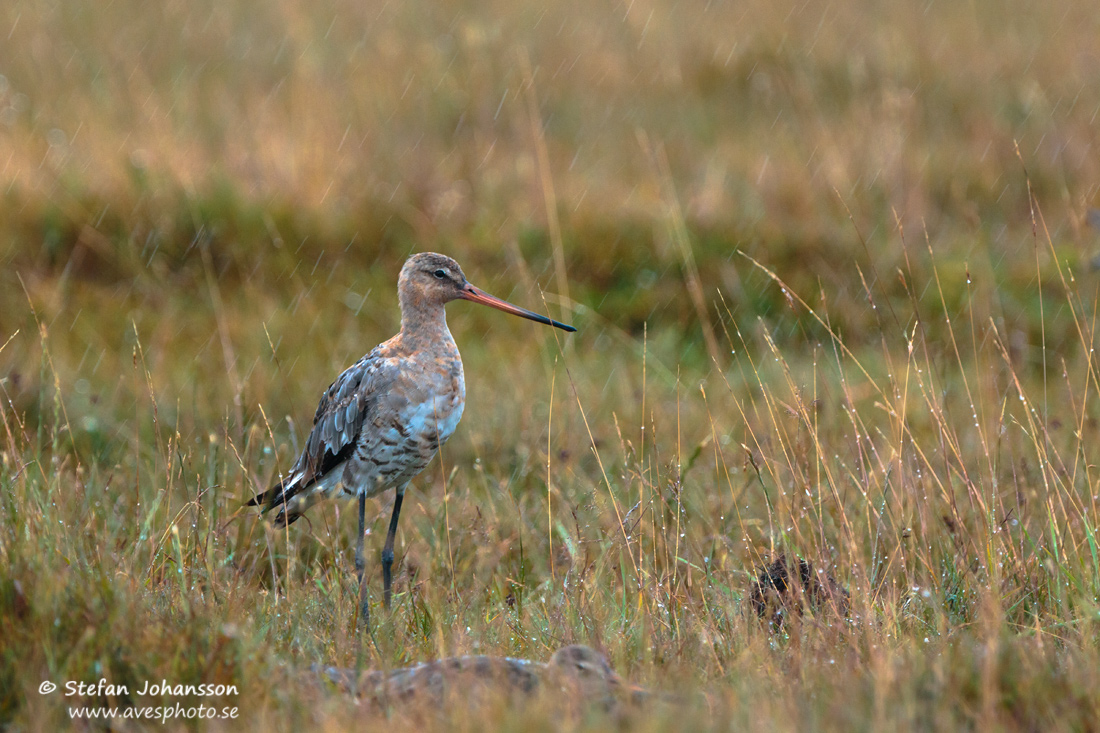 Rdspov / Black-tailed Godwit Limosa limosa 