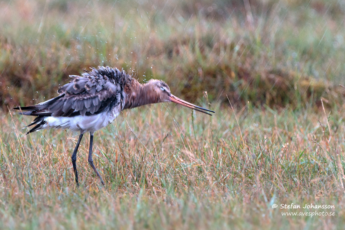 Rdspov / Black-tailed Godwit Limosa limosa 