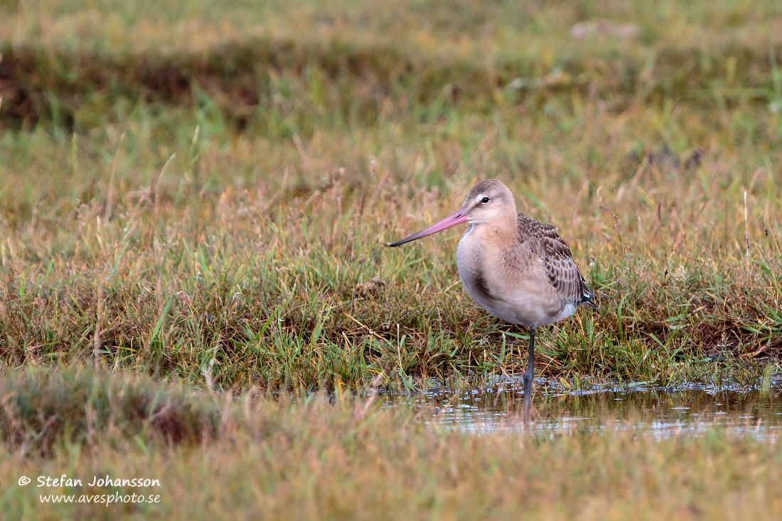 Rdspov / Black-tailed Godwit Limosa limosa 