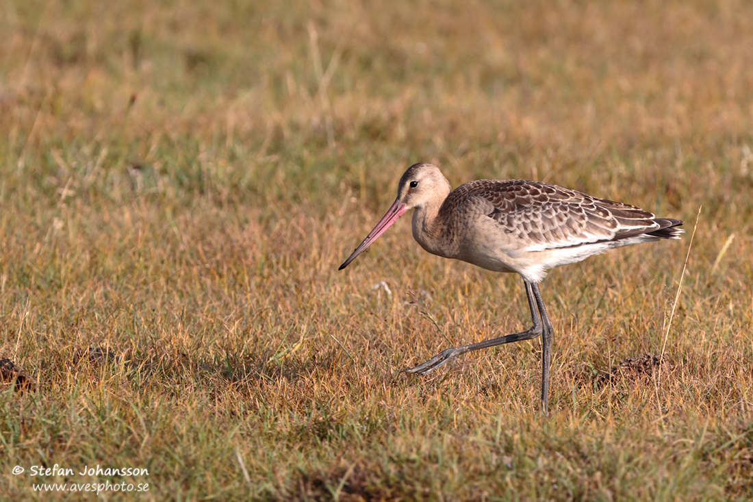 Rdspov / Black-tailed Godwit Limosa limosa 