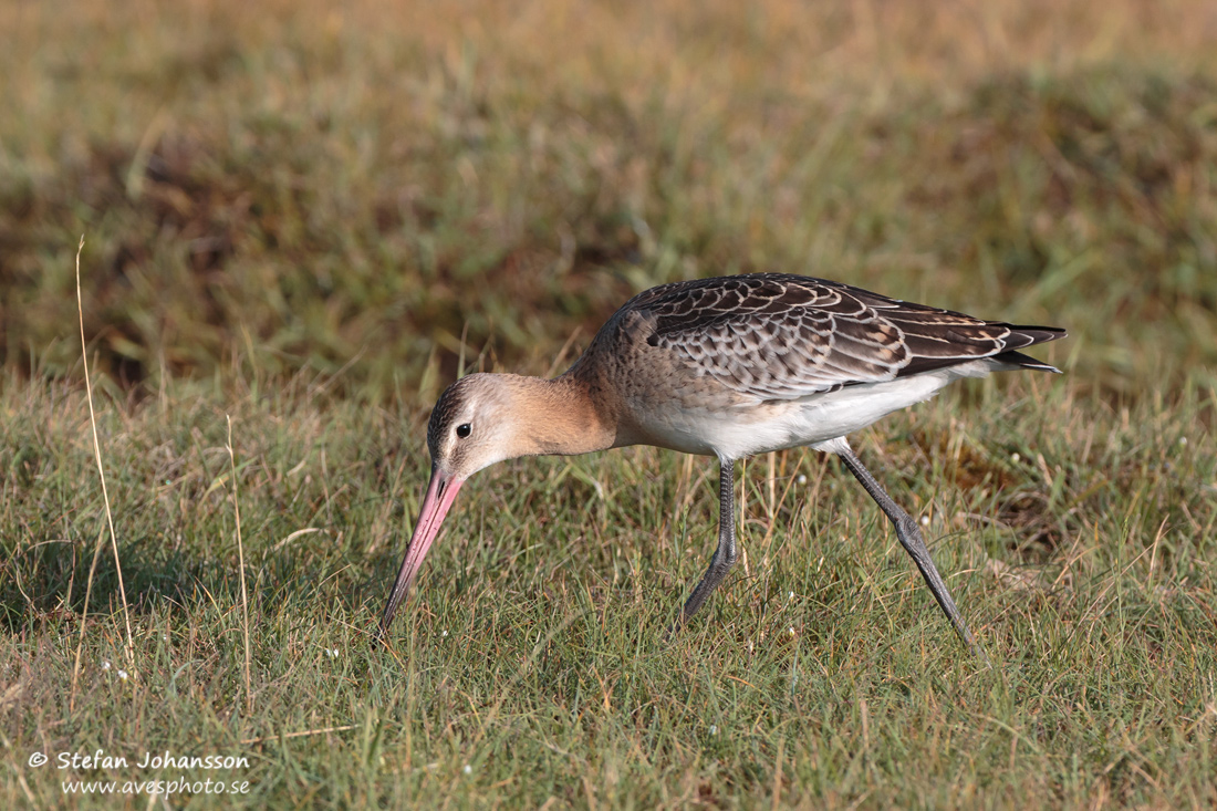 Rdspov / Black-tailed Godwit Limosa limosa 