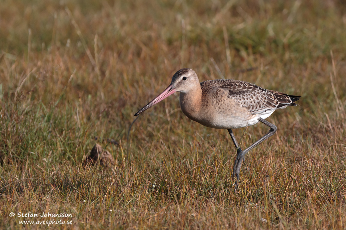 Rdspov / Black-tailed Godwit Limosa limosa 