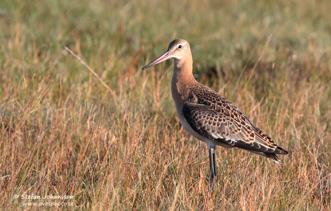 Limosa limosa limosa