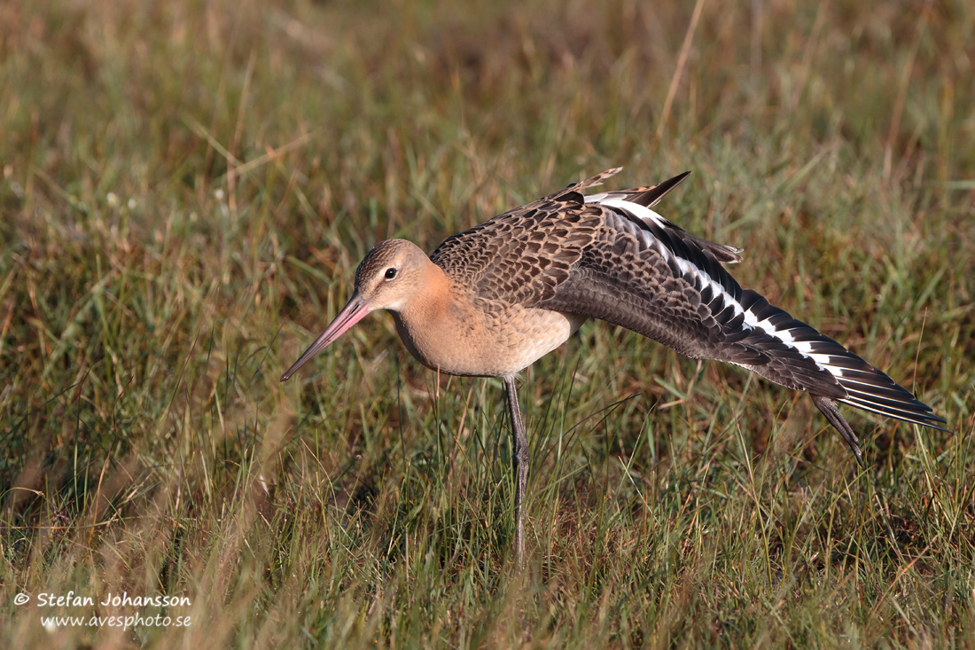 Limosa limosa limosa