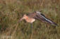 Islndsk rdspov / Black-tailed Godwit Limosa limosa islandica 