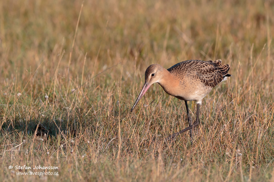 Limosa limosa limosa