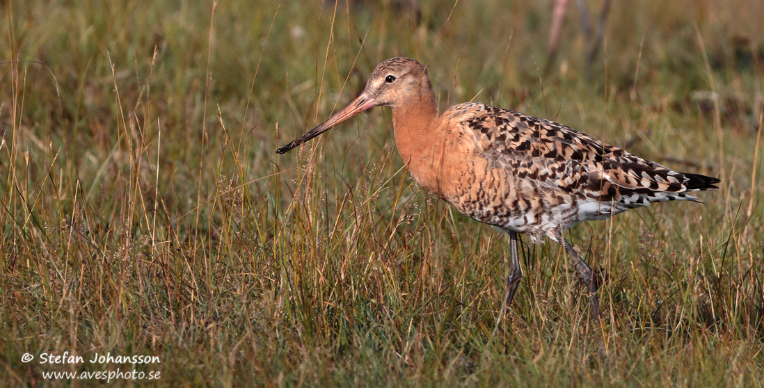 Islndsk rdspov / Black-tailed Godwit Limosa limosa islandica 