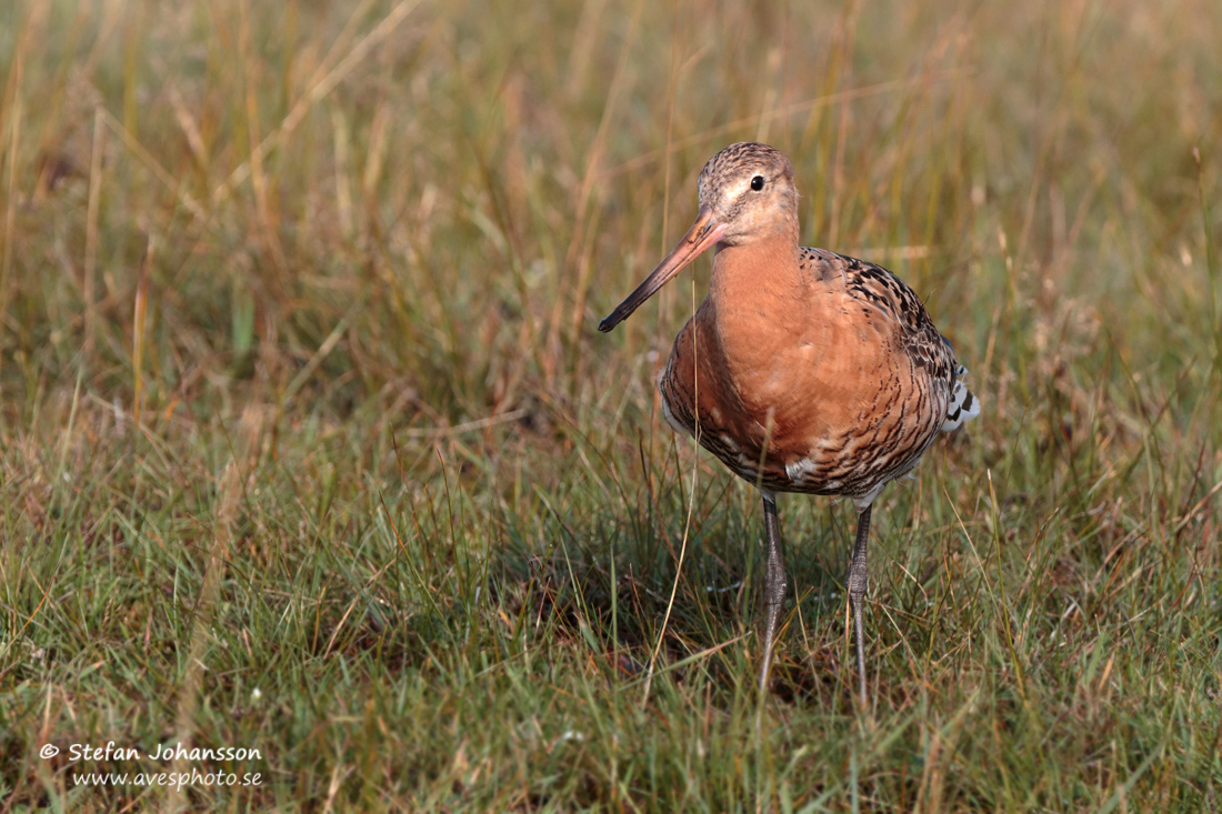 Islndsk rdspov / Black-tailed Godwit Limosa limosa islandica 