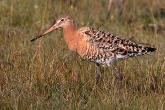 Isländsk rödspov / Black-tailed Godwit 