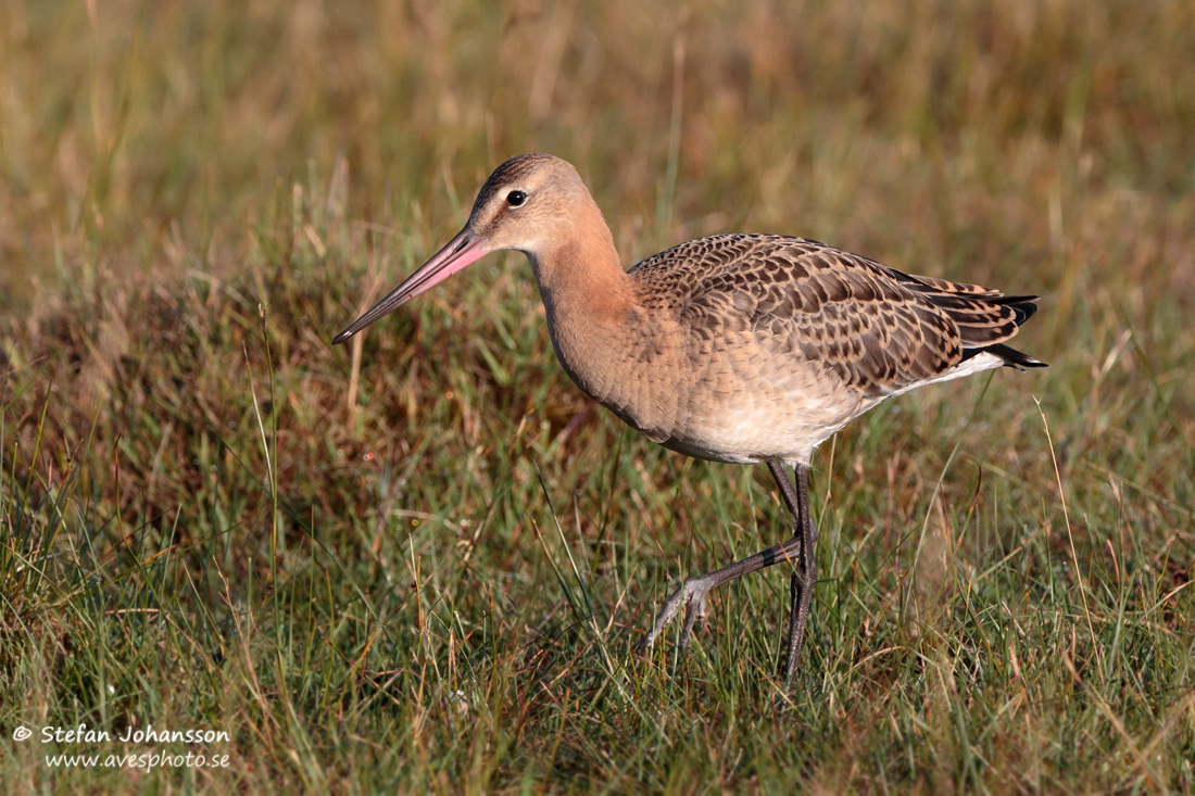 Limosa limosa limosa