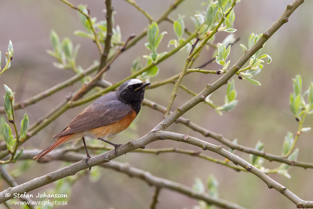 Rdstjrt / Redstart Phoenicurus phoenicurus 