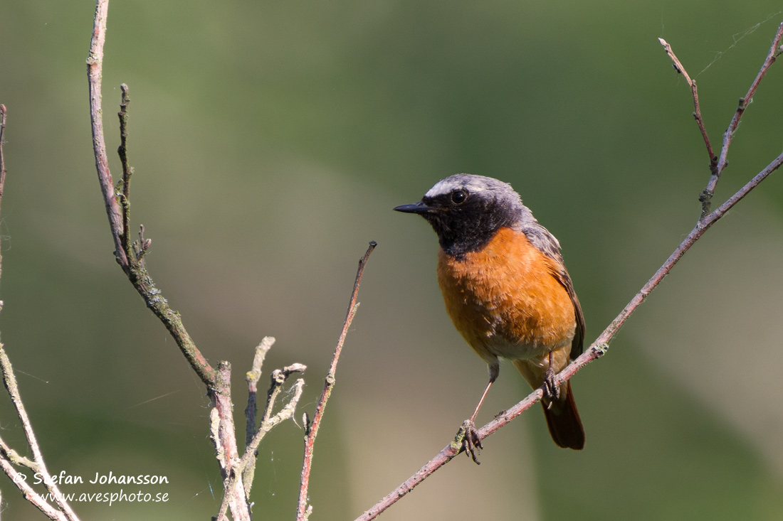 Rdstjrt / Redstart Phoenicurus phoenicurus 