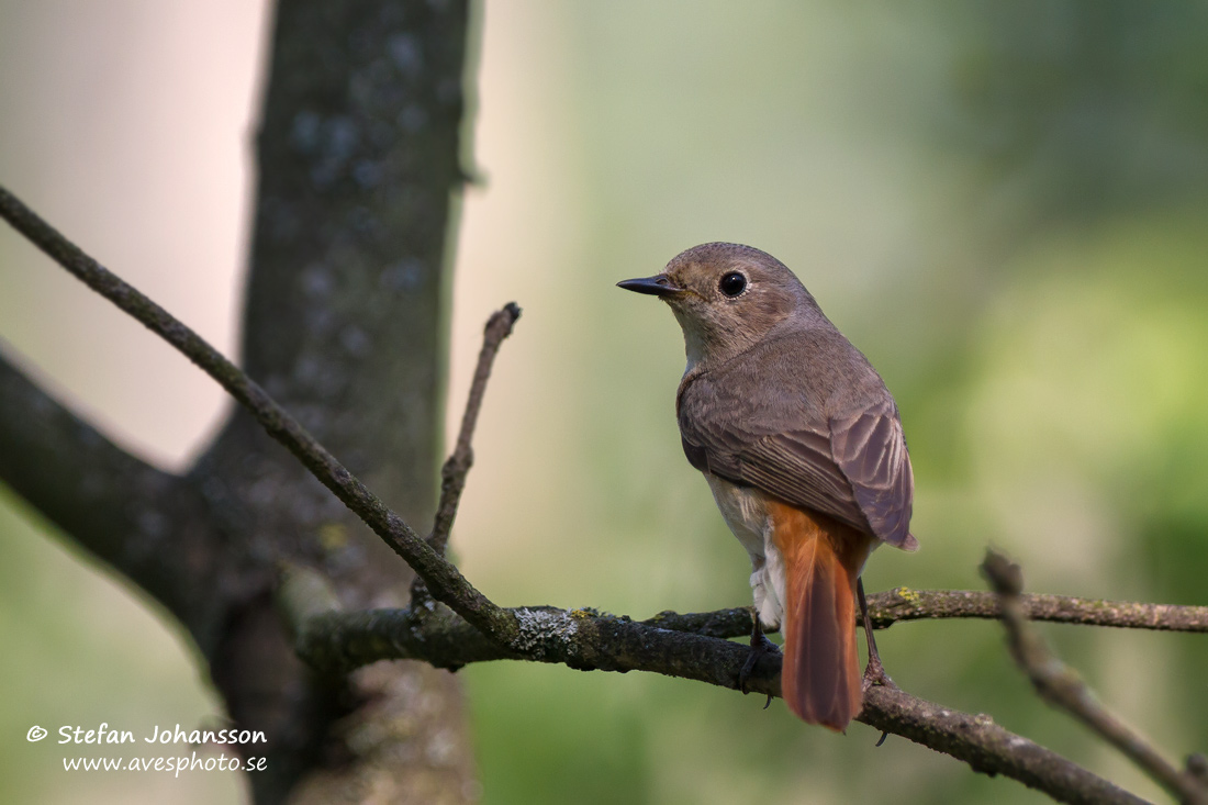 Rdstjrt / Redstart Phoenicurus phoenicurus 